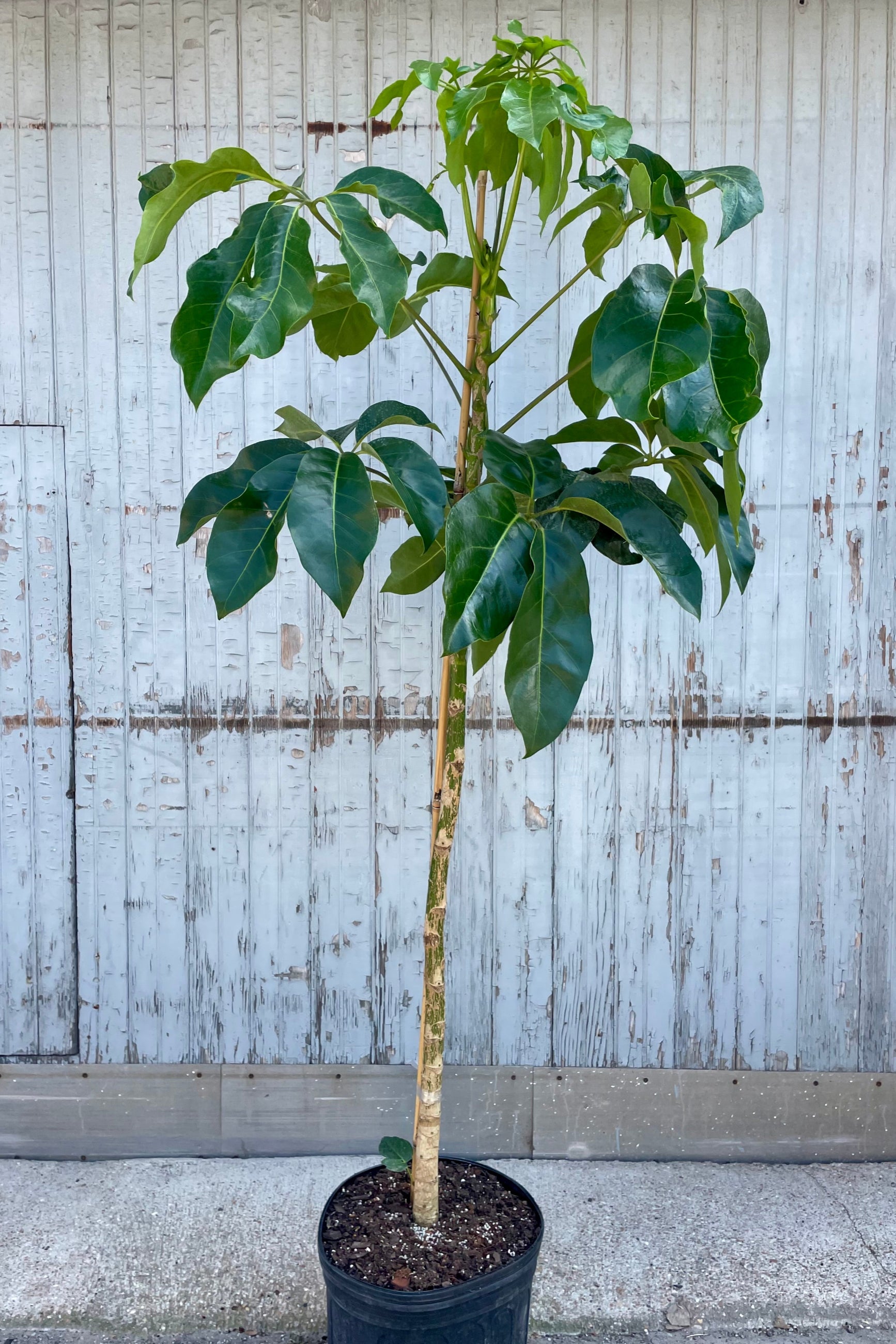 Potted plant with wide green leaves against a wooden fence background. Schefflera 'Amate' ©Sprout Home