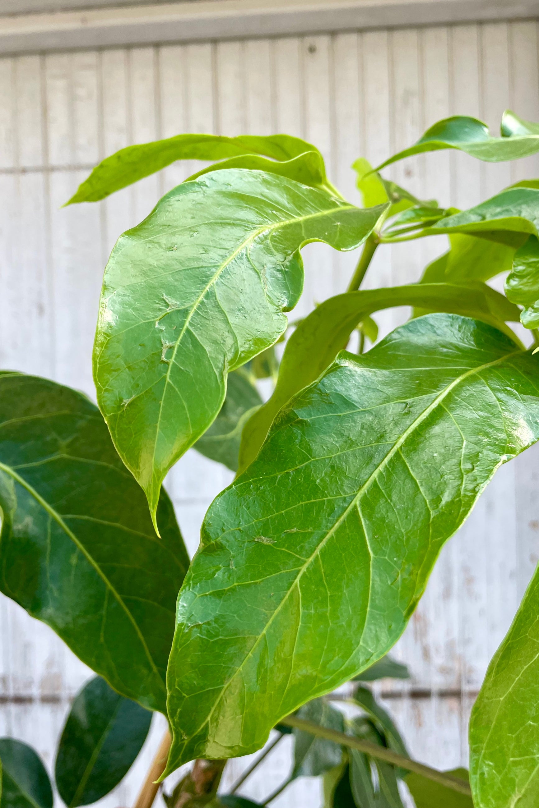 Close-up of green leaves with a neutral background. Schefflera 'Amate' ©Sprout Home