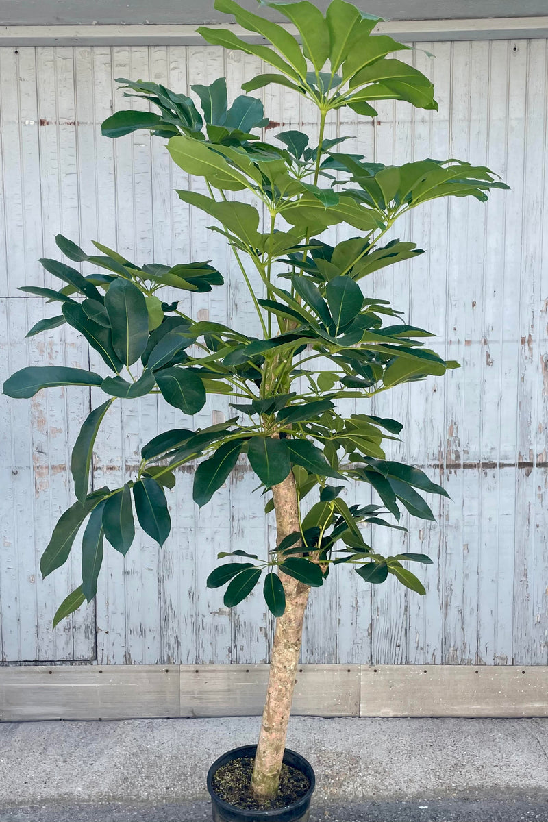 Photo of a tree in a black pot against a gray wall. The plant is Schefflera Amate and is grown with a sturdy, single trunk and broad palmate leaves above. The leaves are dark green.