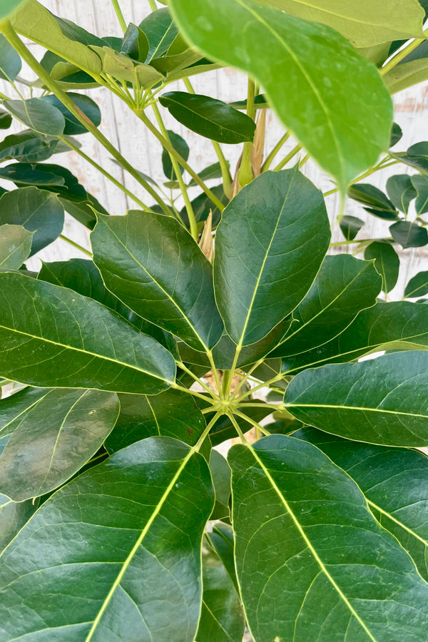 Close photo of glossy green leaves against a gray wall. The leaves are compound and belong to a Schefflera amate.