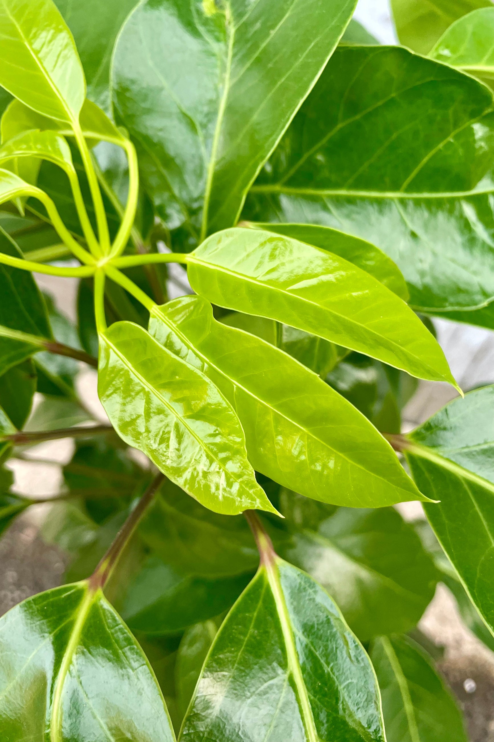 Close-up of glossy green leaves ©Sprout Home