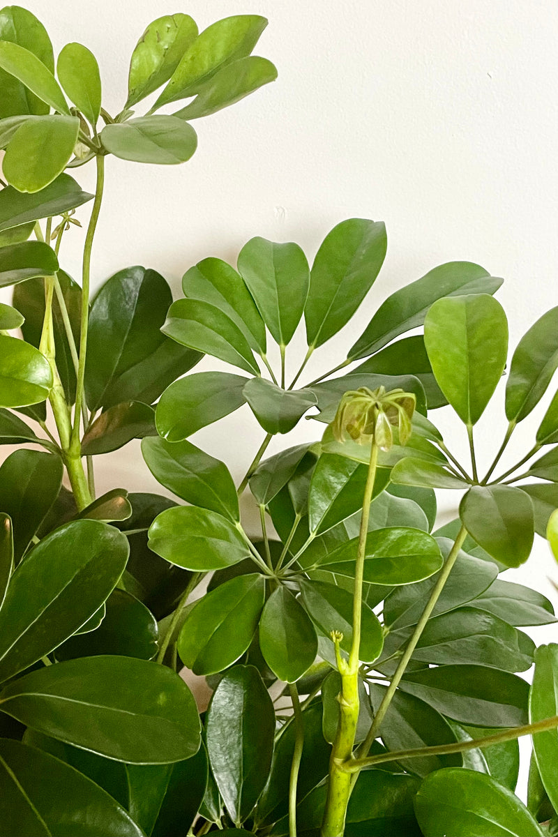 Close photo of glossy green compound leaves of Schefflera arboricola houseplant against a white wall.