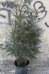 Schefflera elegantisima in a 12" growers pot showing off its shaggy and toothed dark leaves in front of a concrete wall. 