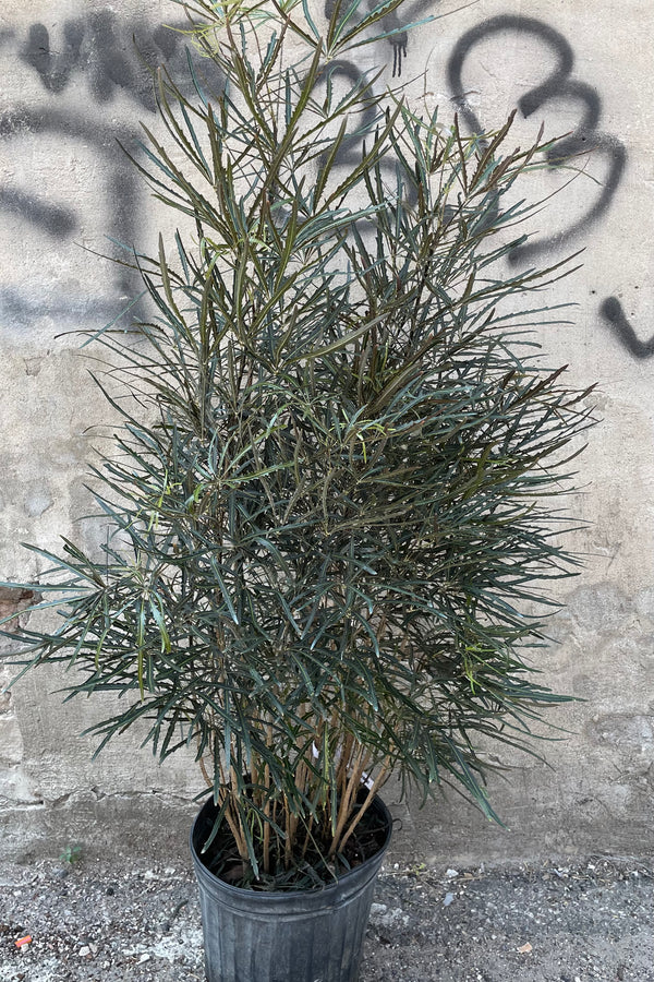 Schefflera elegantisima in a 12" growers pot showing off its shaggy and toothed dark leaves in front of a concrete wall. 