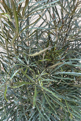 A detail picture of the almost black toothed leaves of the Schefflera elegantissima