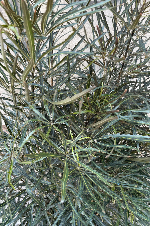 A detail picture of the almost black toothed leaves of the Schefflera elegantissima