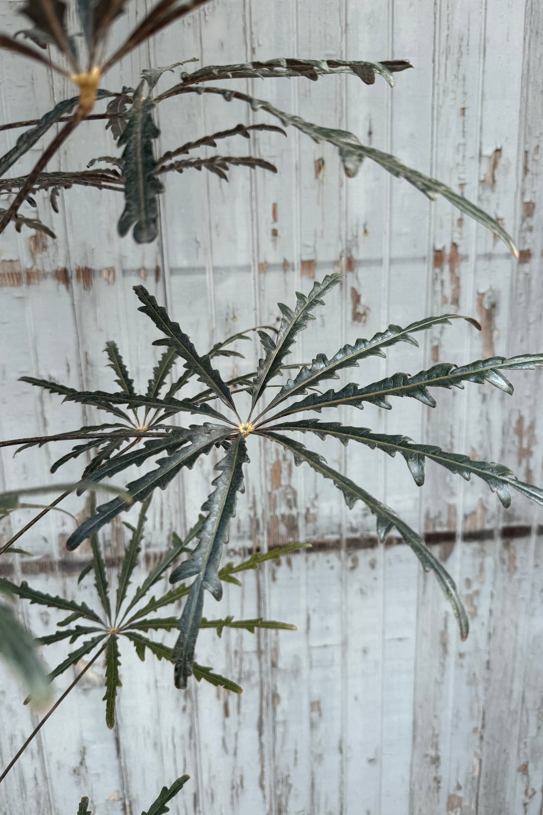 Close-up of a Schefflera elegantissima plant with deeply lobed, palmate leaves in dark green and gray-green tones, set against a weathered white wood ©Sprout Home