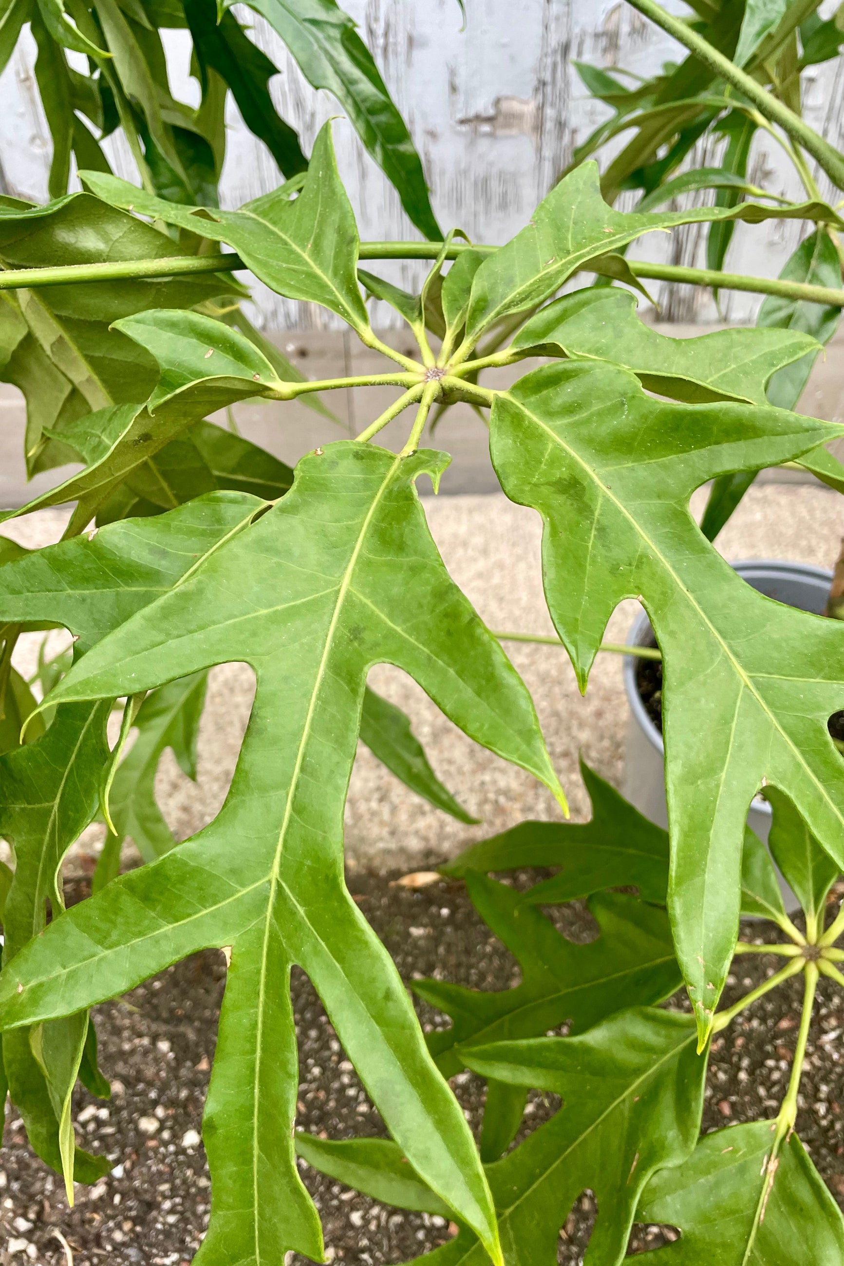 Close-up of a highly dissect green leaf with a neutral background. Schefflera 'Mato' ©Sprout Home