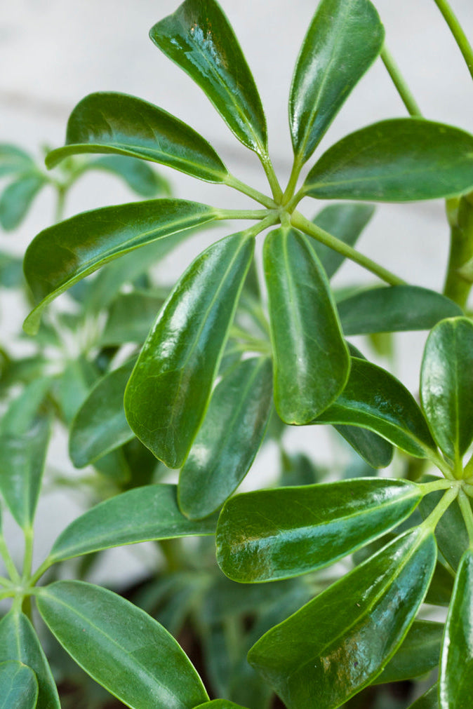 Close-up of Schefflera arboricola green leaves with a blurred background ©Sprout  Home