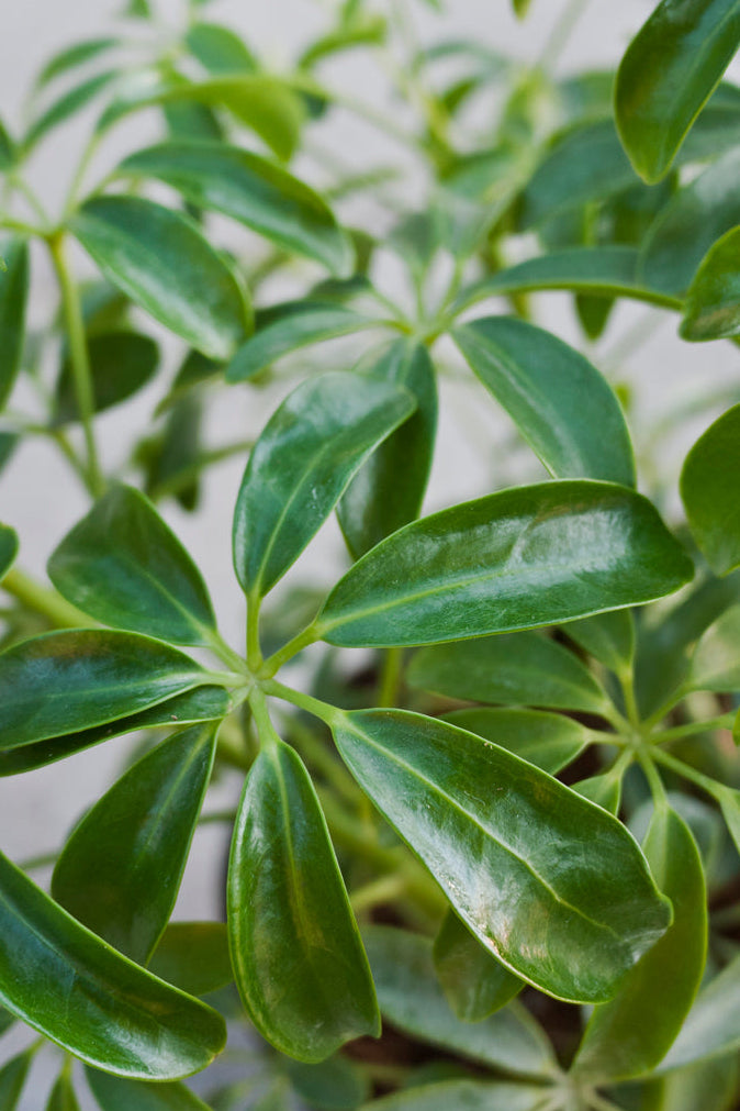 Close-up of Schefflera arboricola green leaves with a blurred background ©Sprout  Home