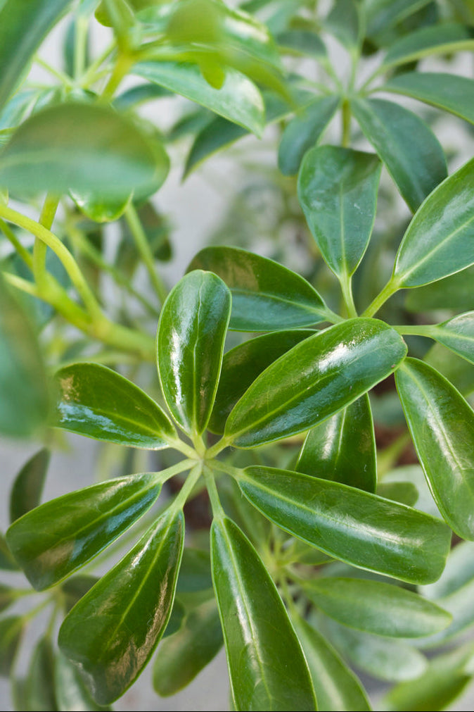 Close-up of Schefflera arboricola green leaves with a blurred background ©Sprout  Home