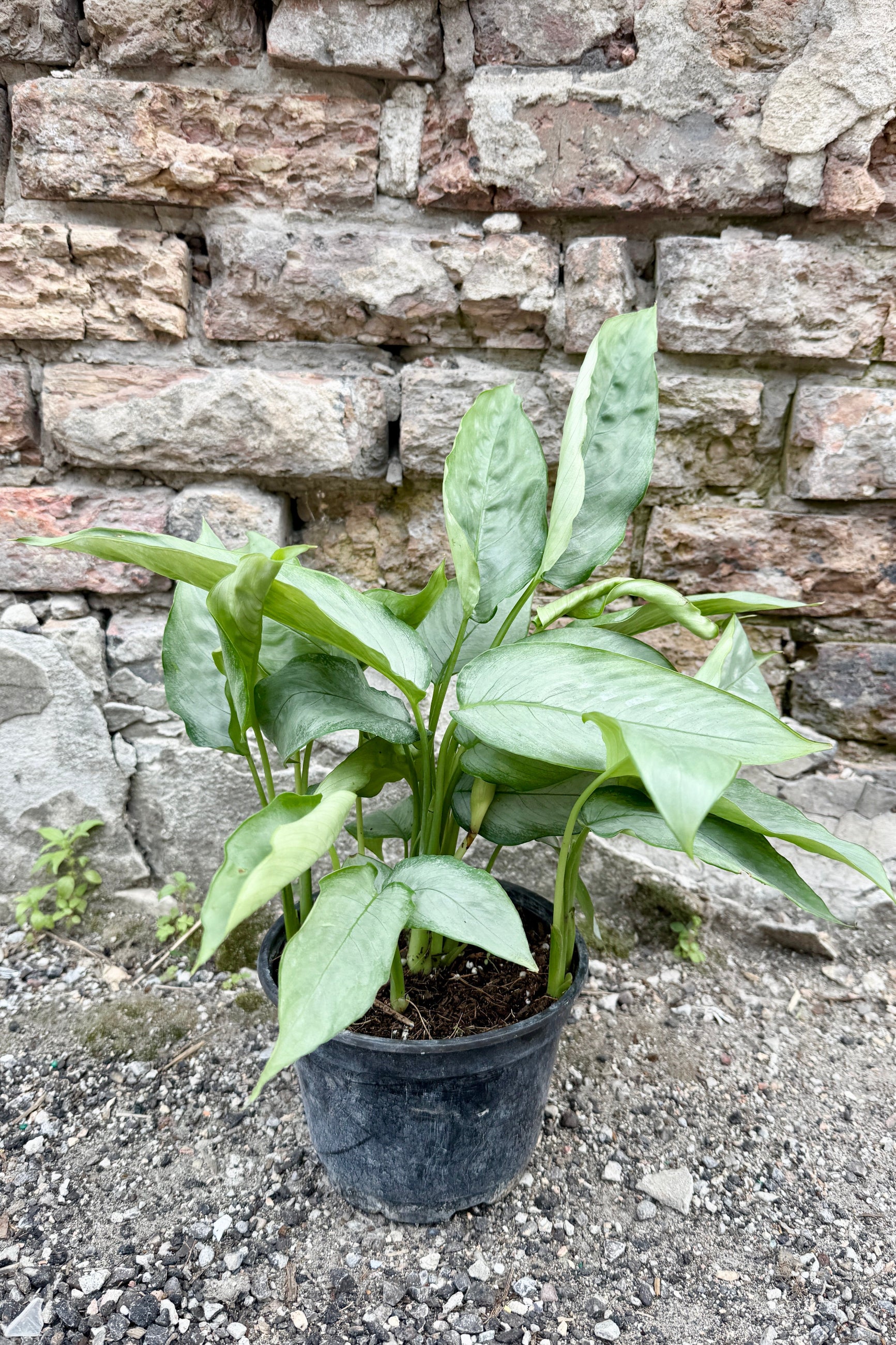 Schismatoglottis 'Borneo Silver' in a 6 growers pot against a brick wall ©Sprout Home