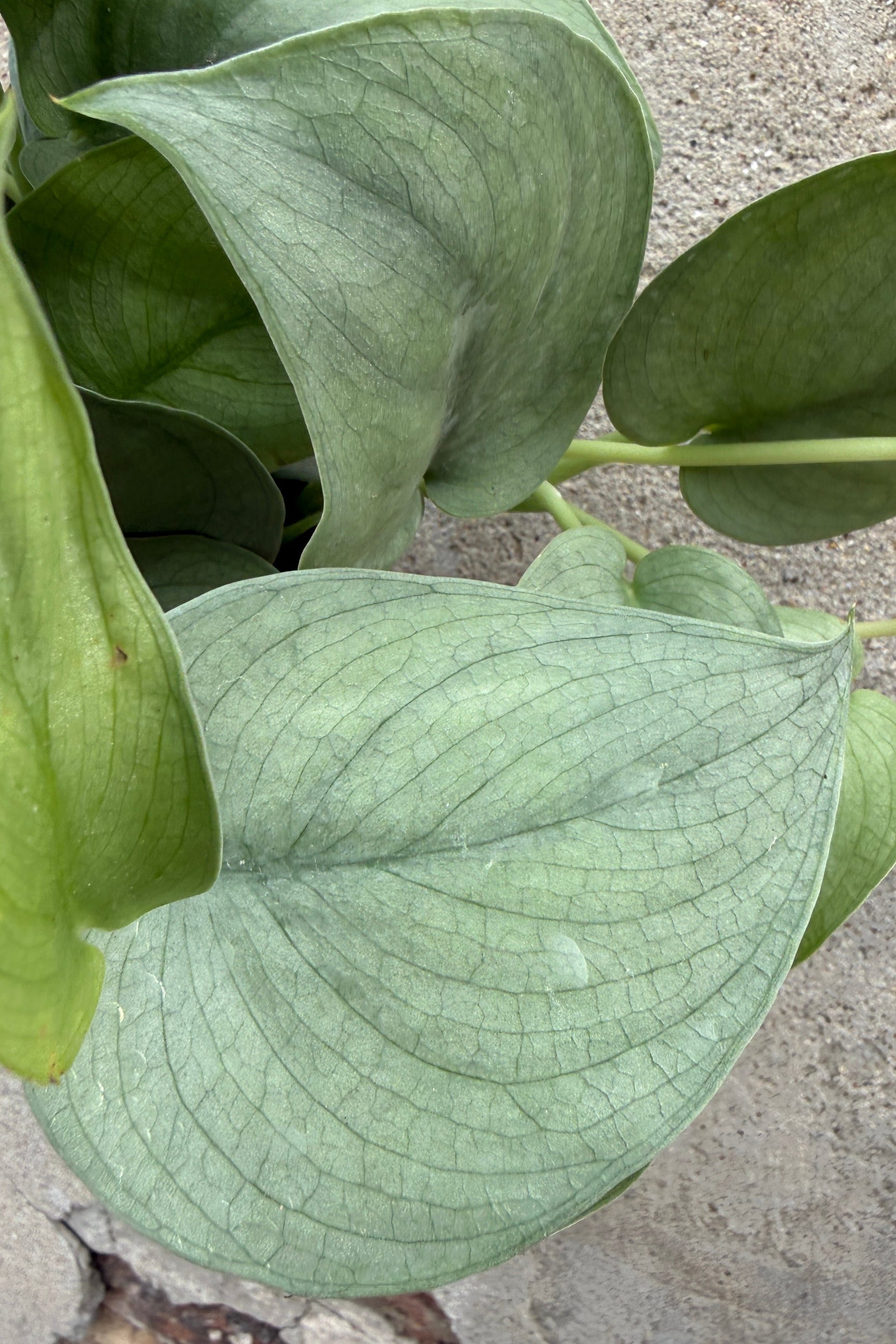 Close-up of Scindapsus pictus 'Java Platinum' green silver leaves on a concrete surface ©Sprout Home
