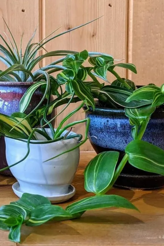 Various Bruning Pottery Pots with plants against a wood wall. 