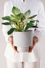 A light grey Collector's Gro pot planted and being held by a person in all white. 