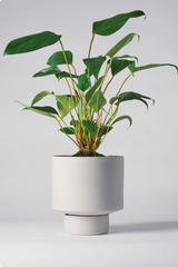 Angus & Celeste Collector's Gro Pot in light grey planted with a plant. 