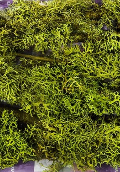 Detail shot of Lichen Parmelia from SUPERMOSS