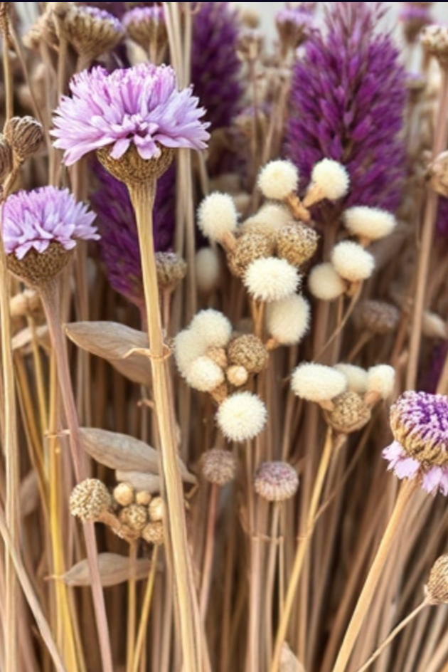 Cut Flowers - Dried