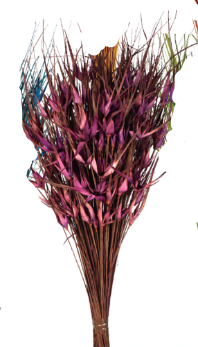 Capin Stella Violet Color Preserved Bunch on a white background ©Floribunda