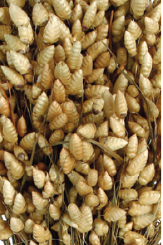 Briza Maxima Natural Preserved Bunch up close ©Floribunda