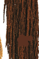 Amaranthus Mocha Color Preserved Bunch ©Floribunda