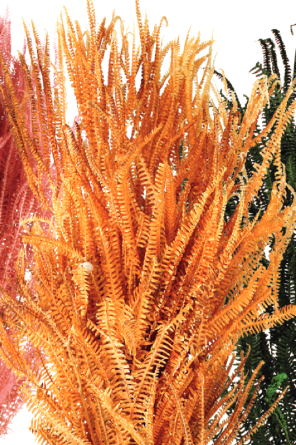 Helecho x3 Natural Preserved Bunch ©Floribunda