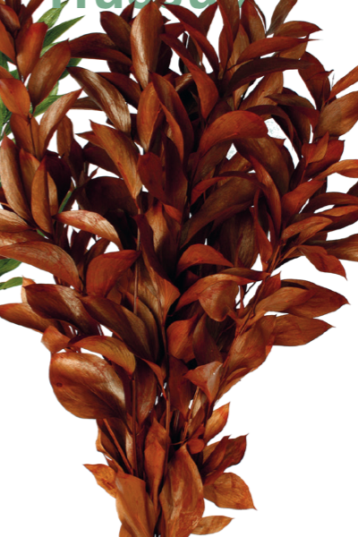Close-up of a ruscus plant preserved with brown leaves on a white background ©Floribunda