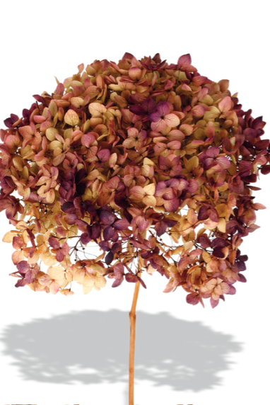 Hydrangea Cabeza Natural Lilac Color Preserved Stem on a white background ©Floribunda