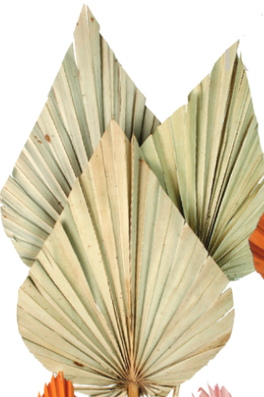 Dried Palm Spear Gigante Natural Color Preserved Bunch on a white background ©Floribunda