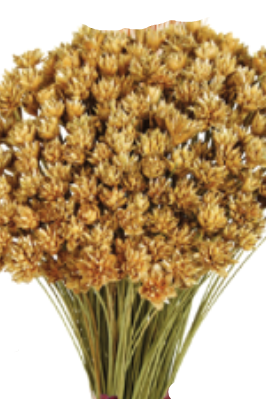 Hill Flower Natural Color Preserved Bunch ©Floribunda