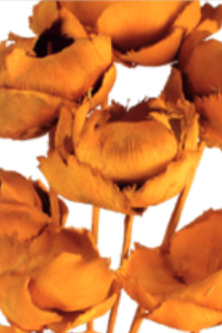 Palm Cap Ochre Pastel Preserved flowers ©Florubunda
