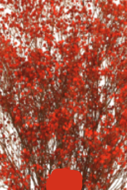 Textured red Gypsophila Paniculata Red Color Preserved Bunch ©Floribunda