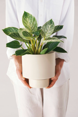 A figure in white holding a Clay colored Angus & Celeste Collectors Pot with a plant in it. 