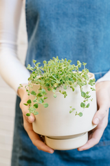 The Collectors Gro Pot by Angus & Celeste with a creeping plant in it being held by a figure wearing a denim apron. 