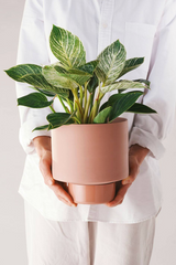 A figure in white holding an Ochre colored Collectors Gro Pot by Angus & Celeste with a plant in it. 