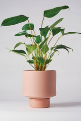 An Angus & Celeste Ochre Collectors Gro Pot with a Plant potted inside it. 