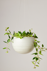 Spherical Hanging Planter
Creamy White Speckle
by Angus & Celeste  hanging with a plant potted inside and trailing.