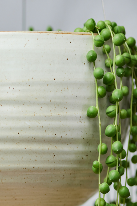 Spherical Hanging Planter
Creamy White Speckle
by Angus & Celeste detail with a string of pearls hanging out