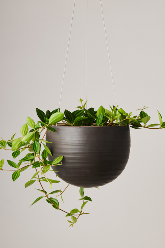 Spherical Hanging Planter
Smooth Matt Black by Angus & Celeste hanging with a plant inside.