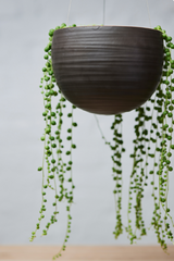 Spherical Hanging Planter
Smooth Matt Black by Angus & Celeste hanging with a string of pearls potted inside and hanging over the edge.