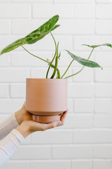 A pair of hands holding an Ochre collectors grow pot from Angus & Celeste potted with a plant.