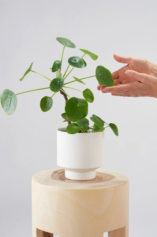 A White Collector's Grow pot from Angus & Celeste with a Pepperomia plant potted inside, sitting on a side table with a pair of hands showing it off.