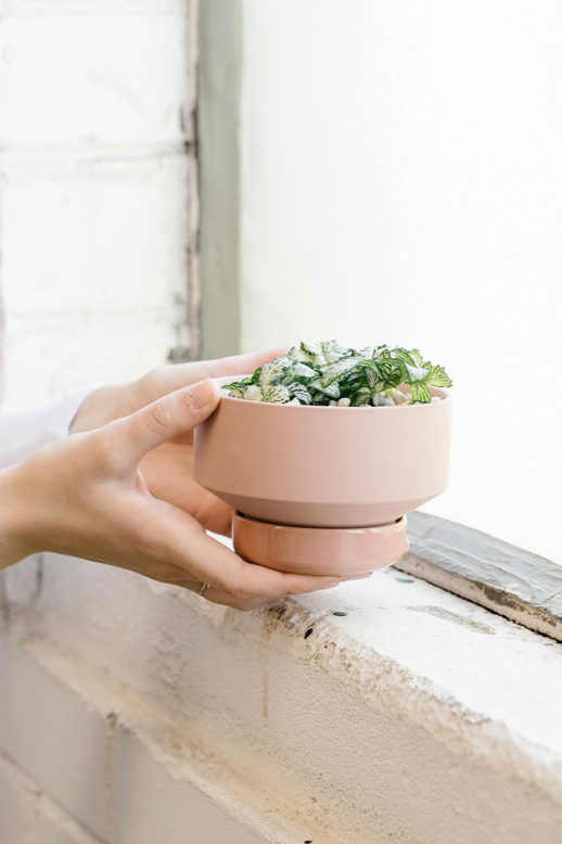 An ochre pink Collector's Gro pot by Angus & Celeste being held by a pair of hands by a window and potted with a plant. 