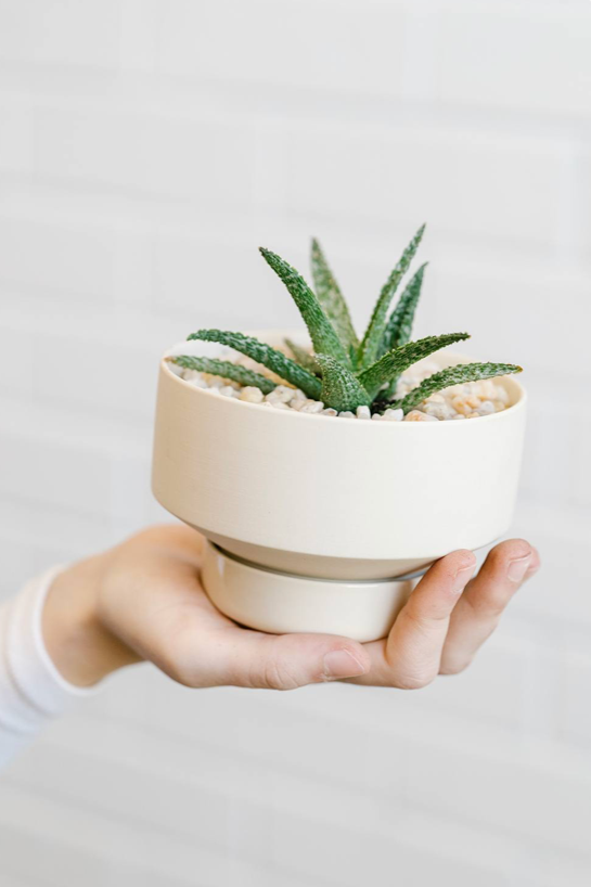 A Clay colored Collector's Gro Pot by Angus & Celeste potted with a Haworthia plant and being held in hand.