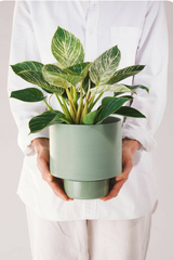 An Olive Green Collector's Gro pot being held in hand by a person wearing white and a potted with a plant. 