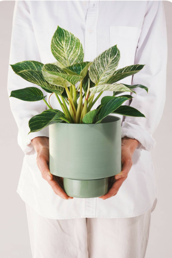 An Olive Green Collector's Gro pot being held in hand by a person wearing white and a potted with a plant. 