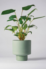 An Olive Green Collector's Gro Pot by Angus & Celeste housing a plant and shown from the side.