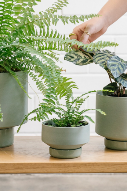 A collection of Olive Green Collector's Gro pots by Angus & Celeste, all potted, featuring the small size in the middle. 