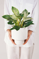 A white Angus & Celeste Collector's Gro pot planted and being held in hand by a person in all white. 