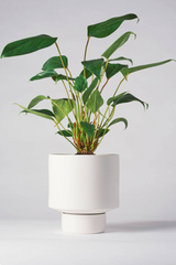  white Collector's Gro pot by Angus & Celeste planted with a plant. 